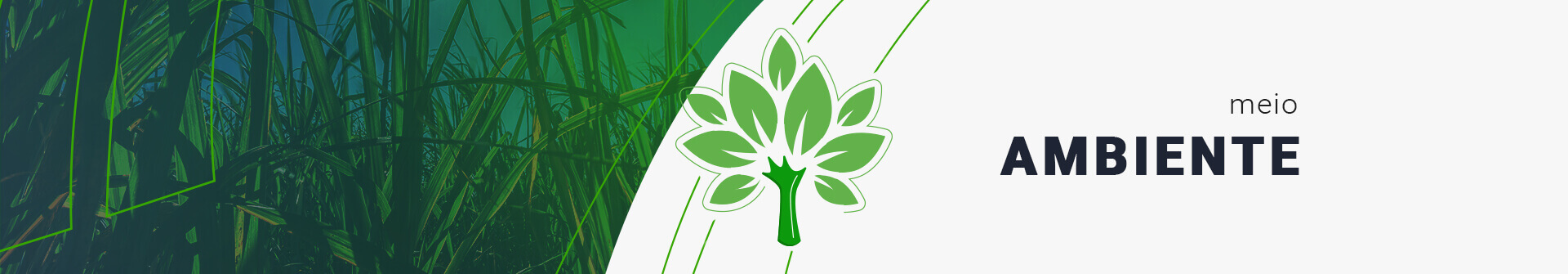 Responsabilidade Social